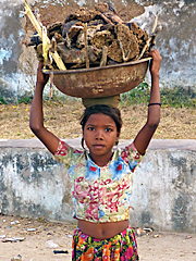 Rajasthani young girl carrying dungcakes on head