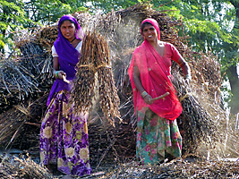 Two Rajasthani woman working in the field