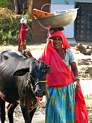 Rajasthan woman with buffalo